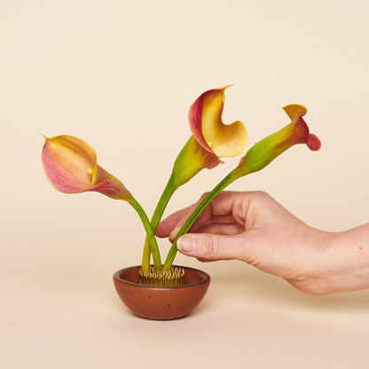 Flower Frogs